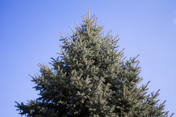 Conifer tree against the sky