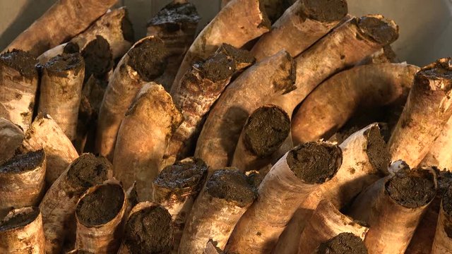 Filling cow horns with manure to make biodynamic horn manure 500 for use on the vineyards