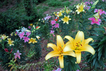 黄色とピンクの百合の花