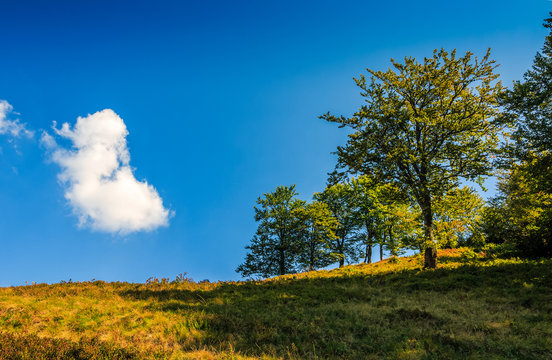 tree on the hillside in beautiful summer day