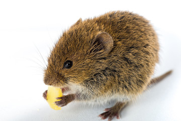 Field mouse eating a piece of cheese – isolated on white