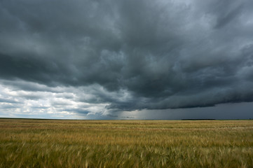 Fototapeta na wymiar wheat field and storm clouds