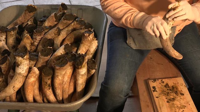 Filling cow horns with manure to make biodynamic horn manure 500 for use on the vineyards