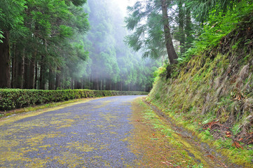 Obraz premium Road in the dense forest in the fog on San Miguel