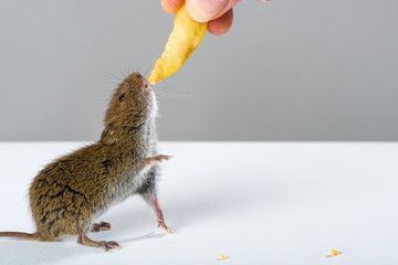 Close up on wild field mouse fed with a slice of apple