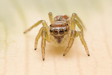A beautiful and tiny jumping spiderspider