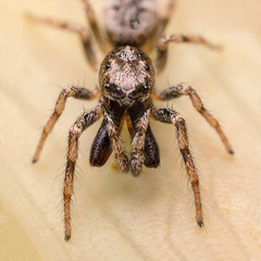 A beautiful and tiny jumping spiderspider