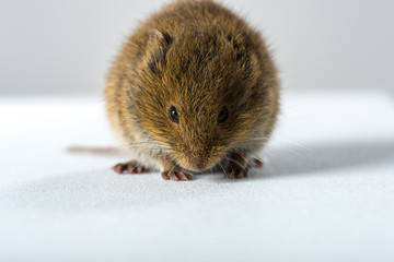Close up on wild brown field mouse – frontal view