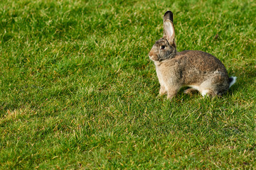 happy easter bunny