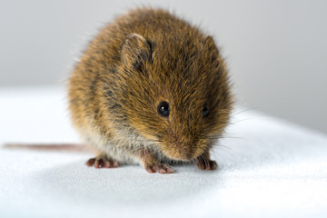 Close up on wild brown field mouse – frontal view