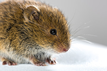 Close up on wild brown field mouse – side view