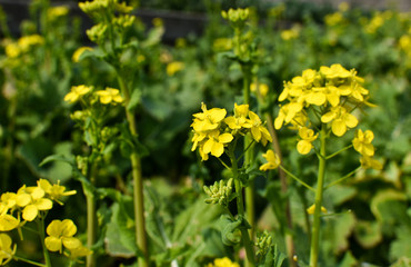 Yellow canola flowers