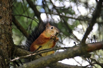 Squirrels in the park