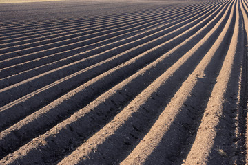 kartoffel felder im morgen licht