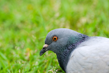 Beautiful pigeon close up in the park