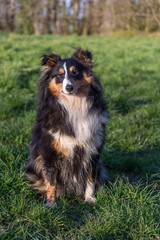 Sheltie sitting in a field