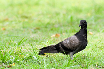 Beautiful pigeon close up in the park