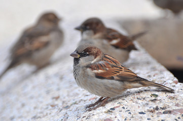 Male House Sparrow (Passer domesticus) on concrete Jardiniere