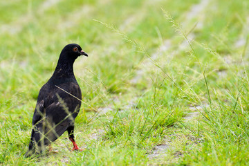 Beautiful pigeon close up in the park