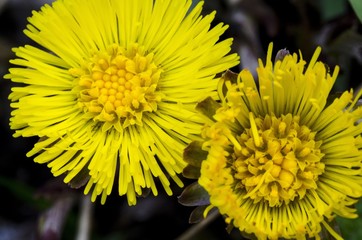 Macro close-up view of yellow flower of mountain plant