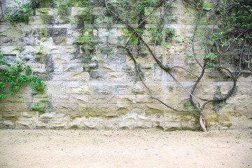 Stone wall background with a bush and green leaves. Empty copy space for Editor's text.