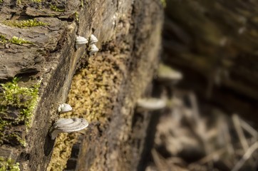 Close-up view of wood mushrooms and rest of trees