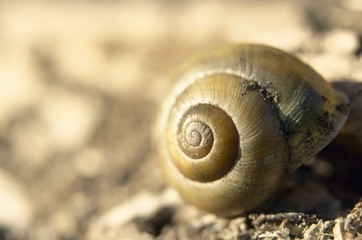 Macro close-up view of spiral twisted shell