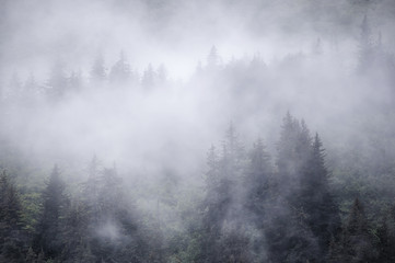 Fototapeta na wymiar Spruce trees in coastal fog in Alaska