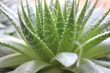 flower Aloe spinous