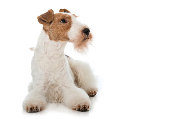 Liegender Foxterrier