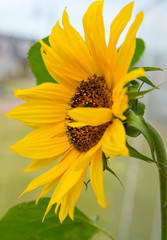 Close-up macro shot a sunflower.