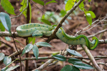 Wagler's pitvipers (Tropidolaemus wagleri) mating in Bako national park, Borneo, Malaysia