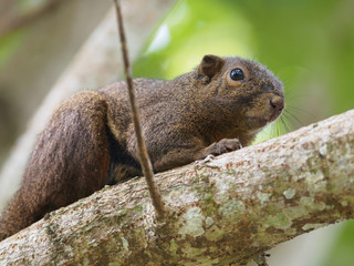 Plantain Squirrel (Callosciurus notatus) in Bako national park, Malaysia