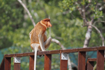 Proboscis monkey (Nasalis larvatus), Bako National Park, Sarawak, Borneo, Malaysia