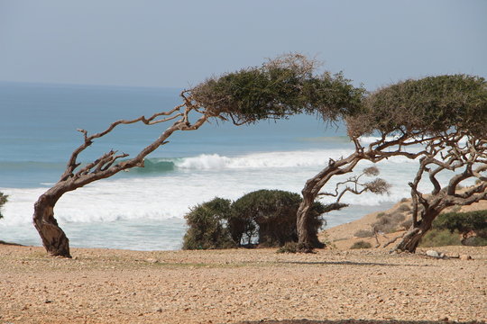 arbre arganier front de mer agadir