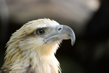 very close up with eagle