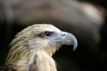 very close up with eagle