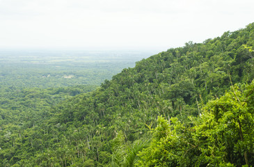 Fototapeta na wymiar Panoramic view to the wild green valley of tropical forest in jungle at hot summer cloudy day
