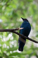 Dark blue bird on a tree on a summer day