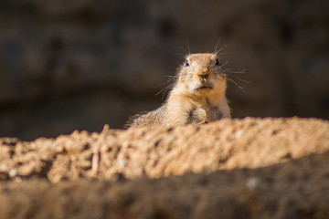 Peeping marmot on a summer day