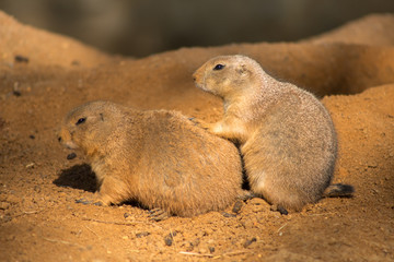 Couple cute groundhogs on a sunny day