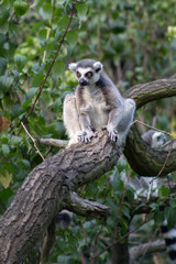 Lemur on a branch