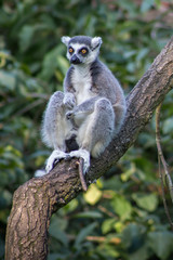 Lemur on a branch