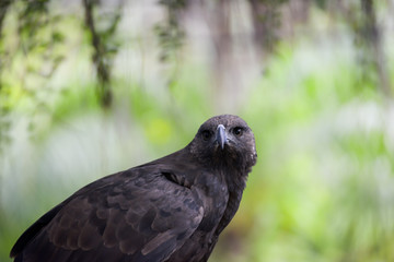 very close up with eagle