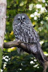 Portrait of an owl on a branch