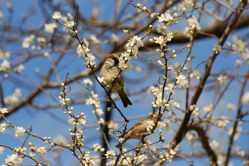 Male House Sparrow (Passer domesticus) on blooming branches