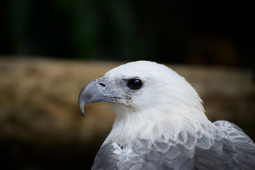 very close up with eagle