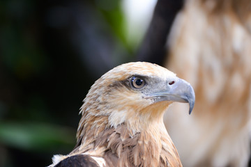 very close up with eagle