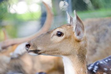 close up face deer