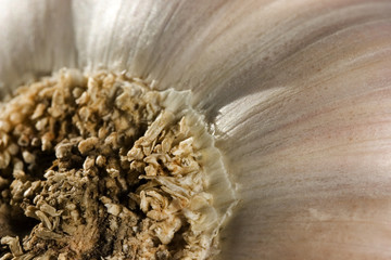 A bulb of garlic. A lower part with the roots. Closeup 1